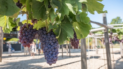 grape day park