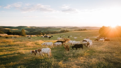 rolling hills ranch